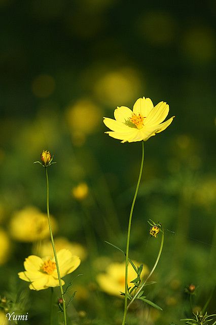 Para essa imagem eu só tenho uma explicação: Deus! Butter Cup Flower, Refreshing Aesthetic, Yellow Cosmos, Aesthetic Hello Kitty, Hello Kitty Photos, Kitty Photos, Cosmos Flowers, Butter Yellow, Garden Design Ideas