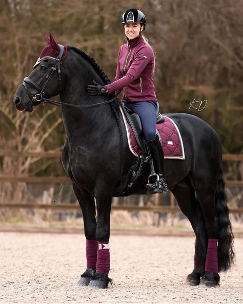 Dressage Friesian, Friesian Dressage, Dressage Tack, Equestrian Horses, Mounted Archery, Equestrian Dressage, Equestrian Aesthetic, Horse Fashion, Horse Gear