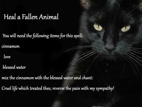 Heal a fallen animal Cat Spells, Healing Chant, Goddess Spells, Pet Healing, Cat Spirit, Animal Reiki, Sick Cat, Animals Love, Healing Spells