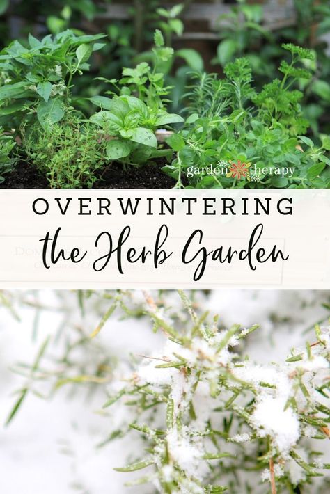 Learn How to Overwinter Herbs and Keep them Happy All Year - Garden Therapy® Preserving Herbs, Garden Therapy, Vertical Vegetable Garden, Types Of Herbs, Herb Garden Design, Vertical Herb Garden, Indoor Vegetable Gardening, Vertical Gardening, Overwintering