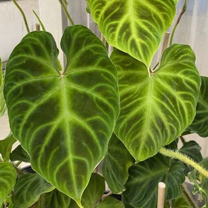 The Exciting World of Philodendrons | The Tree Center™ Philodendron Verrucosum, Shamrock Plant, Plant Obsession, Wishlist Plants, Amaryllis Plant, Heart Leaf Philodendron, Plant Mama, Philodendron Plant, Plant Hacks