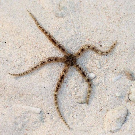 8.99 - The Tiger Brittle Starfish, Ophiactis sp., comes from the Indo-Pacific region. They have a dark small, round central disc with long, slender arms. Check more at https://aqualocker.com/invertebrates/tiger-brittle-star-ophiactis-sp/ Brittle Starfish, Deep Sea Life, Brittle Star, Hand Tats, Baldi's Basics, Sea Slug, Tan Body, Jokes Pics, Saltwater Aquarium