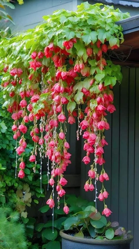 Bégonias Pleureurs - Weeping Begonias Dangling Flowers, Porch Plants, Flowers Aesthetic, Beautiful Flowers Garden, Beautiful Bouquet Of Flowers, Outdoor Landscaping, Flowers Nature, Flower Photos, Outdoor Plants