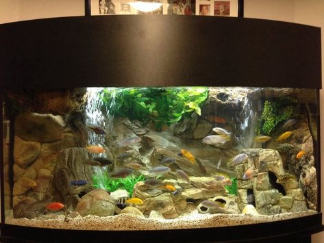 Rated #2: 72 Gallons Freshwater Fish Tank - 72 Gallon Bow Front Mixed Malawi Peacock Cichlid Aquarium Angelfish Tank, Freshwater Angelfish, Cichlid Tank, Cichlid Aquarium, Malawi Cichlids, Cichlid Fish, Tropical Fish Tanks, Tropical Freshwater Fish, Red Fish Blue Fish