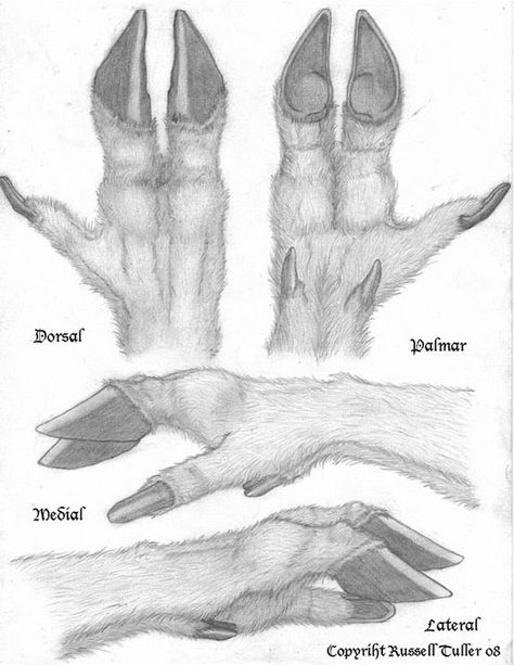 Hoof Drawing Reference, Elk Fursona, Caribou Fursona, Deer Fursona Base, Anthro Hands, Hoof Drawing, Deer Anthro, Hand Tutorial, Monster Hands