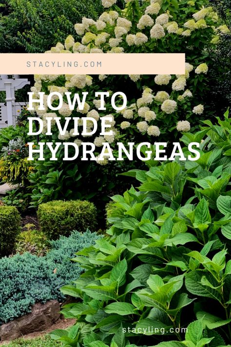 How to Divide Hydrangeas, gardening tips, garden design, garden planning, spring garden, hydrangea flowers, garden bed layout, garden layout, gardening, gardens, garden images, dividing plants, budget gardening, how to garden with no money, flowering shrubs, hydrangea season, hydrangea care, Dividing Plants, Budget Gardening, Healthy Garden Soil, Flower Garden Images, Bed Layout, Garden Hydrangea, Hydrangea Season, Garden Bed Layout, Limelight Hydrangea