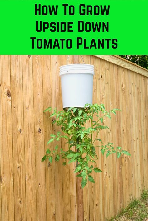 10 Gallon Bucket Garden, How To Grow Tomatoes In 5 Gallon Buckets, Bucket Planting Container Gardening, Tomatoes In Buckets How To Grow, Bucket Holder For Garden, Bucket Gardens 5 Gallon, Diy Garden Containers Homemade, Tomato Plants In 5 Gallon Buckets, Planting In 5 Gallon Buckets