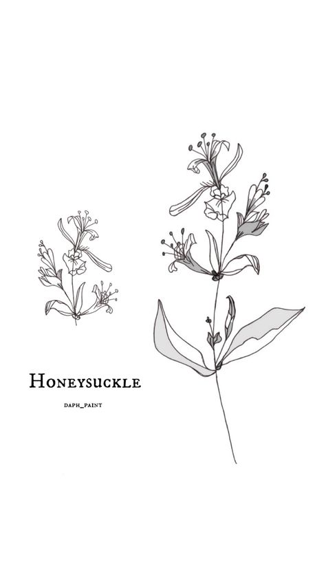 Honeysuckle Line Art, Honey Stick Tattoo, Honeysuckle Vine Tattoo, Honey Suckle Flowers Tattoo, Honeysuckle Flower Tattoo, Honeysuckle Tattoo Design, Honeysuckle Tattoo Simple, Flower Tats, Honeysuckle Tattoo