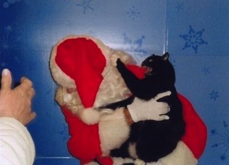 Hate Christmas, The Crow, Santa Clause, Funny Cat Memes, Funny Cat Pictures, Grumpy Cat, Crazy Cat Lady, Christmas Cats, Crazy Cats