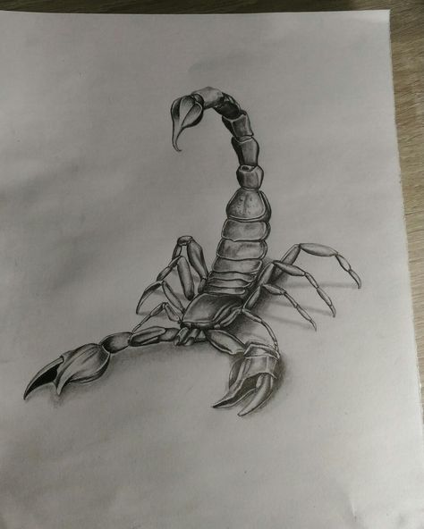 Realistic Scorpion Drawing, How To Draw A Scorpion, Scorpion Drawing Simple, Scorpion Sketch, Scorpion Drawing, Scorpion Art, Koi Fish Drawing, Scary Drawings, Furniture Design Sketches