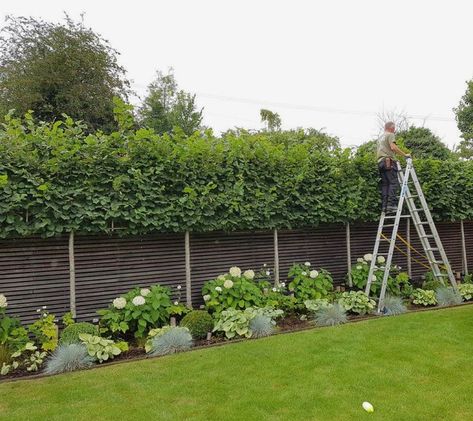 Shrub Fence, Privacy Landscaping, Fence Garden, Garden Privacy, Back Garden Design, Garden Shrubs, Fence Landscaping, Outdoor Gardens Design, Backyard Garden Design