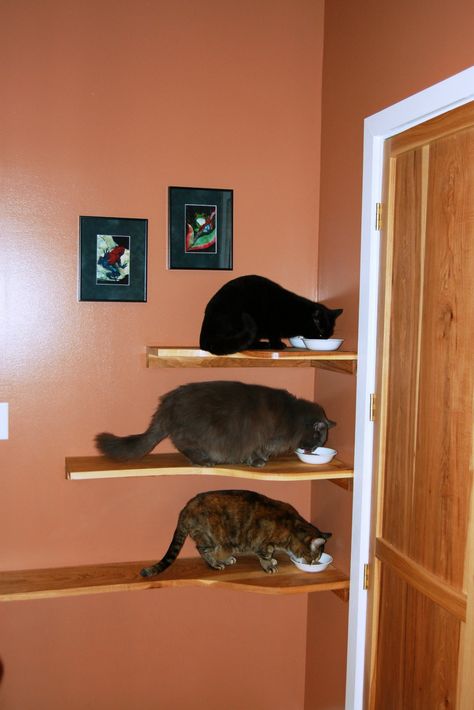 cat shelves so you can feed your cats and dogs simultaneously and the dogs won't eat the cat food Cat Feeding Shelf Diy, Elevated Cat Food Station, Elevated Cat Feeding Station, Cat Feeding Shelf, Cat Food Station, Cat Feeding Station, Cat Things, Cat Perch, Cat Feeder