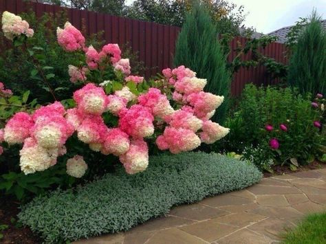 Candy cane peppermint hydrangeas Vanilla Strawberry Hydrangea, Strawberry Hydrangea, Hydrangea Seeds, Lily Seeds, Hydrangea Landscaping, Tanaman Pot, Hydrangea Care, Hydrangea Garden, Hydrangea Paniculata