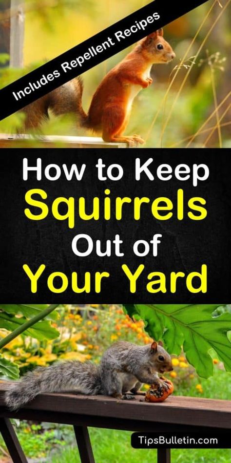 Tips and tricks for how to keep squirrels out of your yard. Learn the best ways to keep pesky squirrels from getting into your bird feeders and ruining your flower beds using tried and true methods and DIY natural squirrel repellent. #keepsquirrelsout #squirrelfreeyard Squirrel Repellant, Squirrel Repellent, Get Rid Of Squirrels, Squirrel Proof Bird Feeders, Garden Pest Control, A Squirrel, School Posters, Garden Pests, Bedding Plants