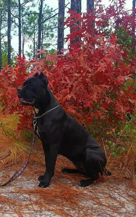 Cane Corso Dogs Cana Corso, Cute Hairless Cat, Cane Corso Mastiff, Cane Corso Italian Mastiff, Black Pitbull, Cane Corso Dog, Corso Dog, Black Panther Art, Pitbull Mom