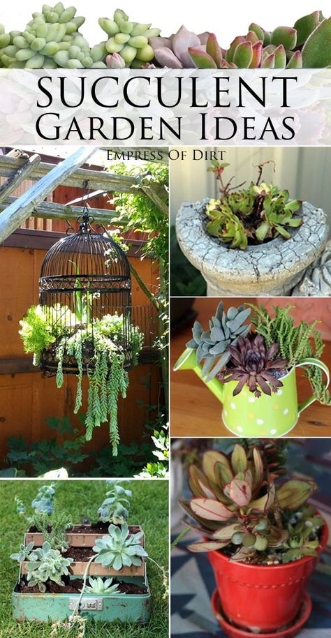 Quirky Garden, Succulent Garden Ideas, Succulent Ideas, Succulent Gardens, Birdcages, Succulent Gardening, Decoration Plante, Succulents In Containers, Succulent Garden