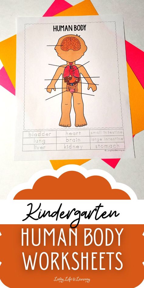 Are you a homeschool mom looking for fun printables for your homeschool human body lesson? Check out these Kindergarten Human Body Worksheets designed to help your little one learn about their body organs while practicing their handwriting and fine motor skills, too! Labeling Kindergarten, Human Body Lesson, Human Body Printables, Body Parts For Kids, Human Body Worksheets, Human Body Projects, Free Human Body, Human Body Model, Body Preschool