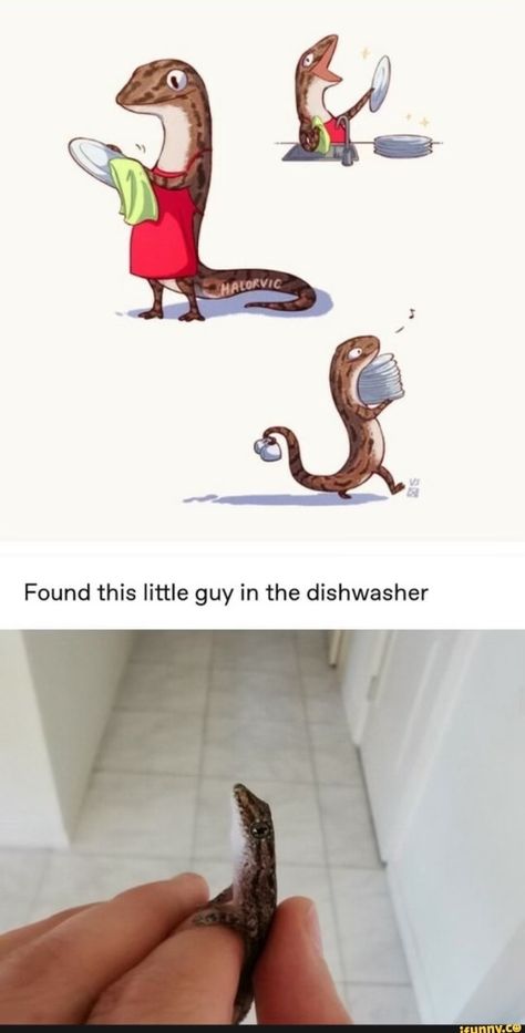 The Dishwasher, 밈 유머, Cute Reptiles, Dessin Adorable, Wholesome Memes, Animal Jokes, Cute Animal Drawings, Cute Comics, Cute Little Animals