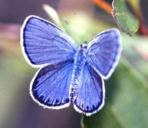 The Karner blue butterfly Karner Blue Butterfly, Blue Butterfly Tattoo, Lilac Tree, Indiana Dunes, Butterfly Species, Family Look, California Poppy, Joshua Tree National Park, Blue Pin