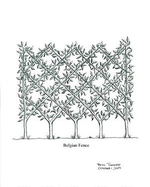 Belgian fence espalier: how to Belgian Fence, Espalier Fruit Trees, Vertical Vegetable Gardens, Small Fence, Cheap Fence, Living Fence, Lattice Fence, Front Yard Fence, River Road