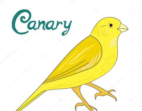 Canary Bird Drawing, Canary Birds, Bird Drawing, Bird Drawings, Paintings, Drawings, Quick Saves