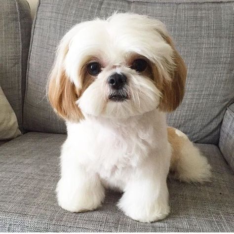 Perro Shih Tzu, Shih Tzu Haircuts, Chien Shih Tzu, Shitzu Dogs, Shih Tzu Grooming, Shitzu Puppies, Cele Mai Drăguțe Animale, Dog Haircuts, Psy I Szczenięta