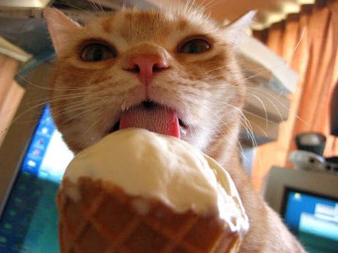 <b>WARNING: Feeding your cats human food may not be safe.</b> But if you insist on feeding them your food, please take pictures and post to the internet. Cat Brain, Cream Cat, Cat Seat, Eating Ice, Brain Freeze, Eating Ice Cream, Color Blind, Cat Playing, Cat Owners