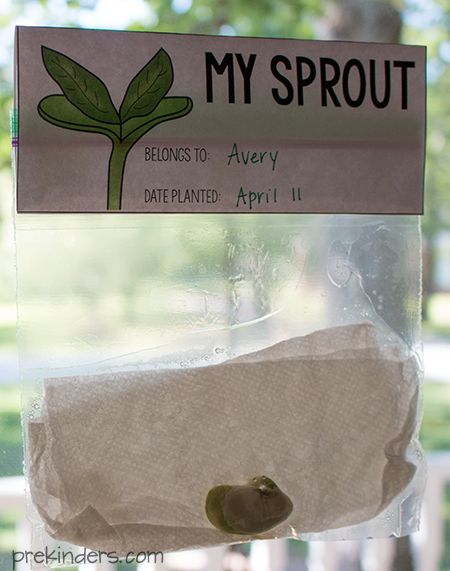 Sprouting a Seed: Bag Topper Printable Seed Sprouting, Science Activity For Kids, Science Activity, Bag Topper, Activity For Kids, Beauty Standards, Authentic Self, A Bag, Natural Beauty