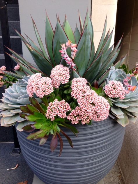 7 Tips For Your Container Succulent Plantings Pot Arrangements, Tall Succulents, Succulent Terrariums, Succulent Outdoor, Ground Garden, Cactus Arrangement, Container Herb Garden, Succulent Bowls, Succulent Garden Design