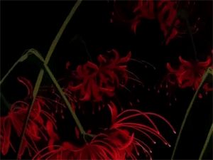 Red Spider Lily Gif Banner, Inuyasha Banner Gif, Red Spider Lily Gif, Spider Lily Banner, Red Spider Lily Aesthetic, Red Lily Flower, Spider Lilies, House Of Leaves, Red Spider Lily