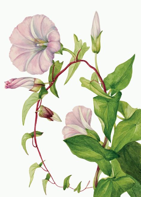 Hedge bindweed flower vector botanical illustration, remixed from the artworks by Mary Vaux Walcott | premium image by rawpixel.com / nap Trumpet Flower, Free Illustration Images, Vintage Flower Prints, Botanical Illustration Vintage, Vintage Botanical Prints, Art Print Display, Picture Illustration, Plant Illustration, Vintage Botanical