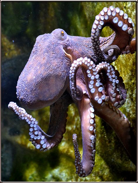 Octopus Photography, Octopus Tattoos, Molluscs, Deep Sea Creatures, Octopus Art, Beautiful Sea Creatures, Water Animals, Underwater Creatures, Ocean Creatures