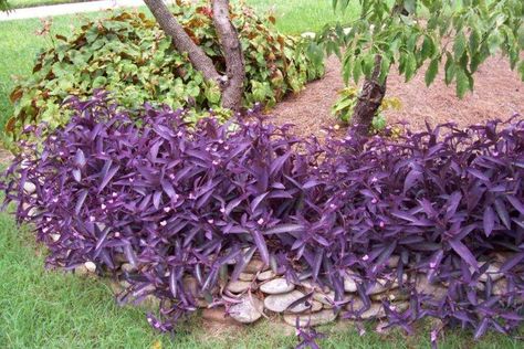 7dc44a27fea26af7fd3cd5ea358cd7a7-600x400 The Best Drought Tolerant & Deer Resistant Plants for Landscaping Blog Home Maintenance Purple Heart Plant, Mexican Feather Grass, Fast Growing Vines, Fast Growing Shrubs, Purple Queen, Florida Plants, Growing Vines, Purple Succulents, Deer Resistant Plants