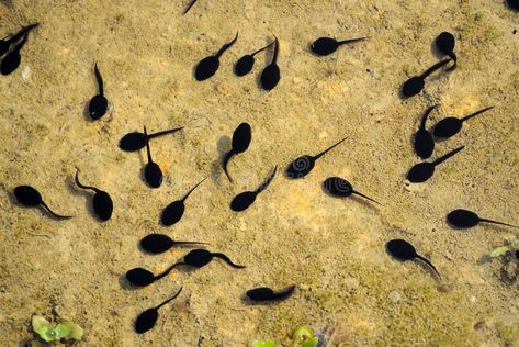 Tadpole. Lots of tadpoles in the water , #AFFILIATE, #Lots, #Tadpole, #water, #tadpoles #ad Pond Animals, Pixie Hollow, Bad Boy Aesthetic, Boy Aesthetic, Newt, Design Display, Bad Boy, Display Ideas, Stock Images