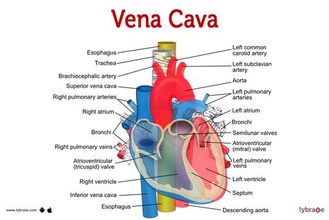 Human Heart Diagram, Subclavian Artery, Tricuspid Valve, Heart Diagram, Anatomy Images, Mitral Valve, Carotid Artery, Human Heart, Human Anatomy