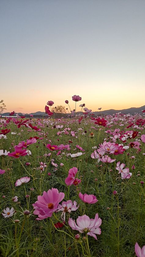 Flower Pic Aesthetic, Earth Aesthetic Wallpaper, Field Of Flowers Wallpaper, Pink Flowers Field, Pink In Nature, Flower Field Aesthetic, Pink Yarrow, Spring Scenery, Flowers Instagram