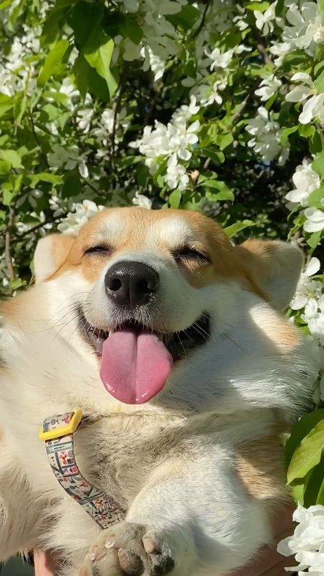 Cute Dogs Corgi, Doggie Wallpaper, Corgi Wallpaper Iphone, Corgi Wallpaper, Corgi Cute, Cute Corgi Puppy, Cutest Puppy Ever, Corgi Art, Corgi Pictures