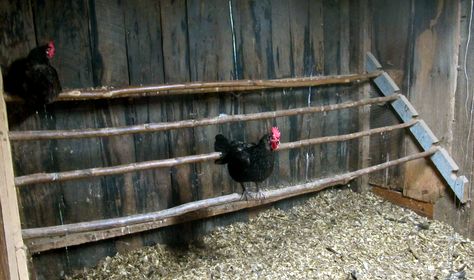 fresh air chicken coop | chicken coop necessities roosts Urban Chicken, Cheap Chicken Coops, Urban Chicken Farming, Mobile Chicken Coop, Chicken Roost, Best Egg Laying Chickens, Portable Chicken Coop, Egg Laying Chickens, Types Of Chickens