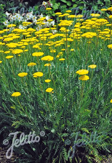 Jelitto Perennial Seed | ACHILLEA filipendulina 'Parkers Varietät' Portion(s) Achillea Filipendulina, Cloth Of Gold, Vinca Minor, Garden On A Hill, Garden Living, Perfect Plants, Plant Roots, Winter Weather, Perennial Plants