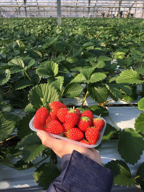 Strawberry Picking in Japan Japan Strawberry, 2025 Moodboard, Strawberry Season, Strawberry Farm, Strawberry Garden, Strawberry Picking, Shizuoka, Izu, All You Can