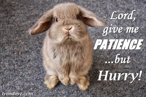 Lord, Give Me Patience...but Hurry! Pray For Patience, God Always Provides, Lord Give Me Patience, Joy In The Lord, Psalm 5, Patience Quotes, Inspirational Life Lessons, Niv Bible, Jesus Love