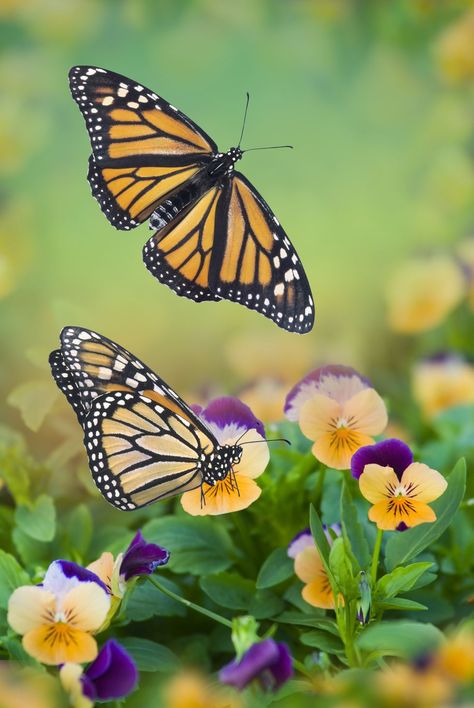 Two Butterflies, Types Of Butterflies, Kunst Inspiration, Butterflies Flying, Butterfly Pictures, Butterfly Kisses, Butterfly Wallpaper, Butterfly Garden, Butterfly Flowers