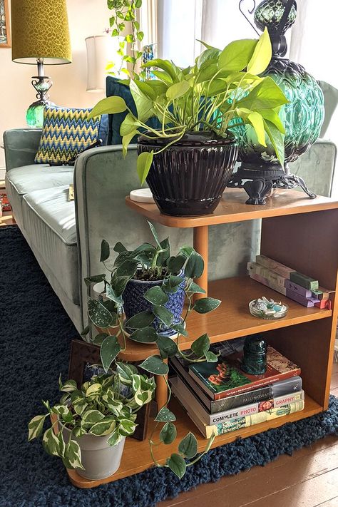 Cute Propagation Ideas, Pothos On Bookshelf, Easy Diy For Home, House Plant Ideas Decor, Pothos Shelf, Green Plants Living Room, Plants House Aesthetic, Eclectic Plant Decor, Plant Display Ideas Indoor