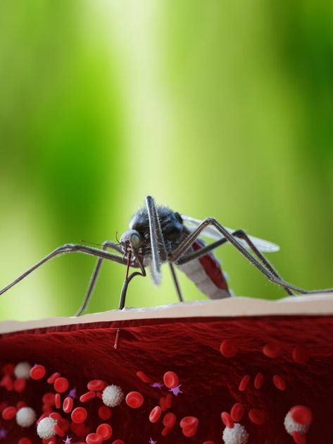 World Malaria Day: Know symptoms of this mosquito-borne disease Malaria Disease, Malaria Symptoms, World Malaria Day, Twenty Dollar Bill, Science Rules, Mosquito Trap, Neck Exercises, Green Side, Flyer And Poster Design