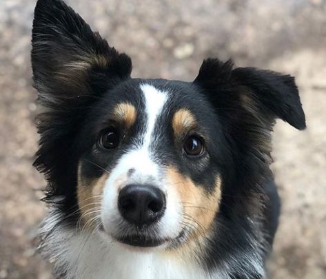 30 Breeds That Are Mixed With Border Collie | PetPress German Shepherd Border Collie Mix Dogs, Border Collie Short Hair, Collie Mix Dogs, Tricolor Border Collie, Short Haired Border Collie, Miniature Border Collie, Border Collie Corgi Mix, Black Border Collie, Border Collie Mix Puppies