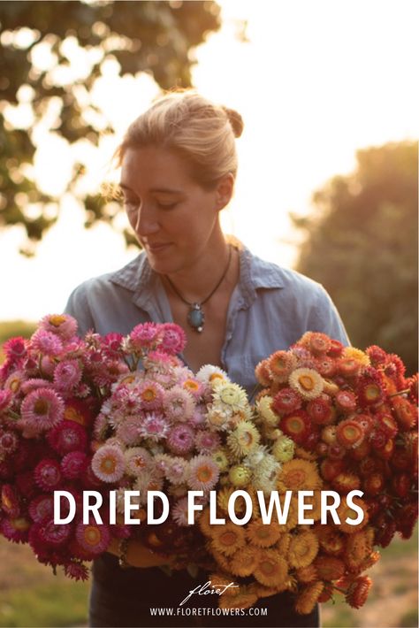 Best Flowers For Dried Arrangements, Drying Zinnia Flowers, Flowers That Can Be Dried, How To Dehydrate Flowers, Flowers For Drying Best, Best Dried Flowers To Grow, Dried Flower Farm, Best Flowers To Grow For Drying, Dried Flower Garden