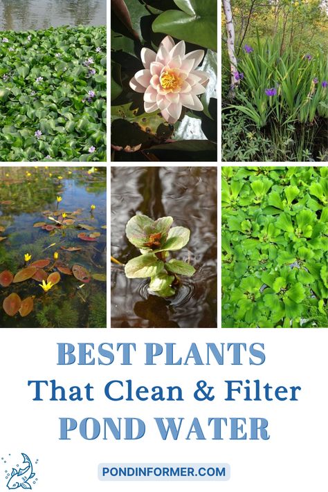 Natural Pond Plants, Plants That Filter Water, Easy Pond Plants, Home Pond Ideas Backyards, Pond Garden Ideas Landscaping, Diy Natural Pond, Water Filtering Plants, Natural Pond Filtration, Coy Ponds Backyard