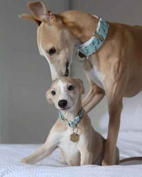 Whippet’s Instagram photo: “👫 Tag a friend 👉 Follow @whippetreels 👉 Use #whippetreels to be featured - - 📷 @itsmarleyandbo -⠀- -⠀- -⠀- -⠀- #whippet #whippetpuppy…” Whippet Dog Puppy, Whippet Puppies, Photo Tag, Whippet Dog, Grey Hound Dog, Between Us, Italian Greyhound, Hound Dog, Whippet