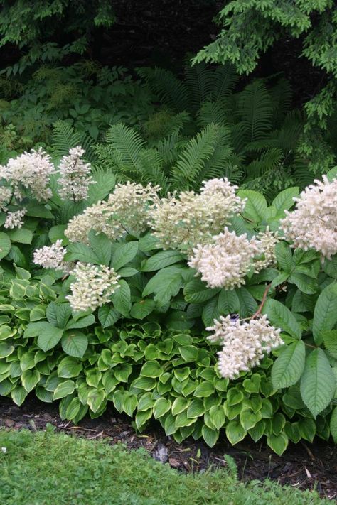 border for backyard against woods and lawn: A small hosta (perhaps 'Golden Tiara'?) along the front edge gives way to a swath of extravagently blooming rodgersias next, and then comes a row of large ferns before the darkness beyond begins to take over. Layered Planting, Wooded Backyard Landscape, Garden Shade, Ithaca New York, Shade Garden Plants, Wooded Landscaping, Hosta Gardens, Fine Gardening, Woodland Garden