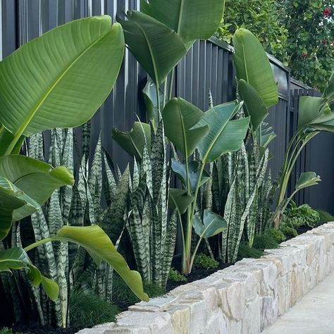 FCG LANDSCAPING on Instagram: "Poolside plantings out at Carlingford 🌿" Poolside Plants Landscaping, Poolside Plants, Pool Gardens, Concrete Tiles, White Gloss, House Ideas, Landscaping, Dream House, Pool